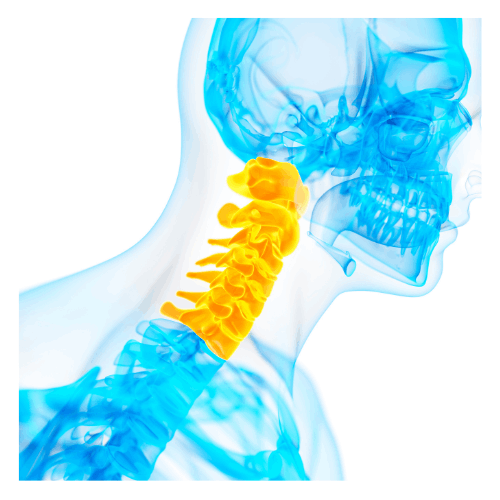Cervical Spine Anatomy